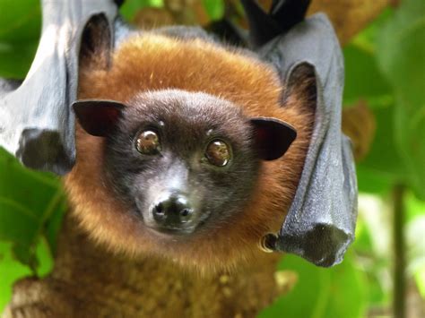 pics of flying fox|adorable flying foxes.